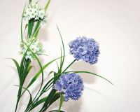 Schmucklilie m. 2 Ballformartigen Blüten